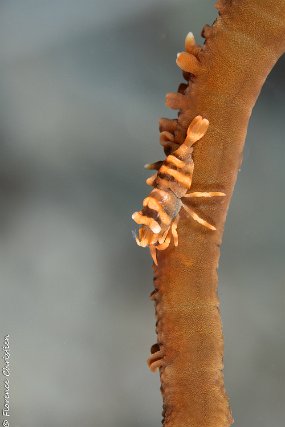 Crevette corail