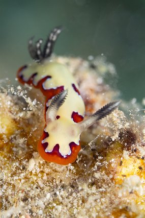 new nudi