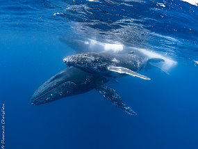 Baleines à Bosse