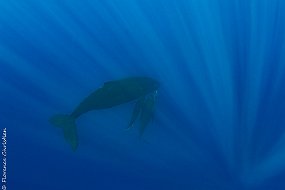 Baleine et baleineau-2