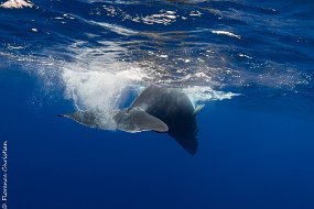 baleineau-