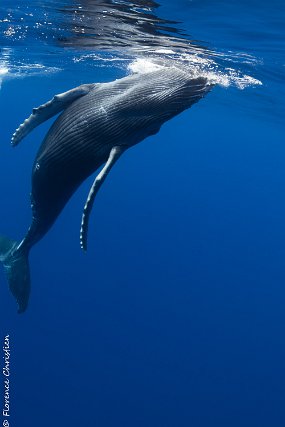 baleineau-3