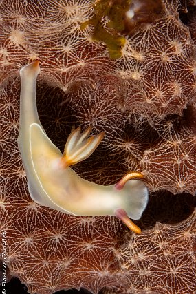 11 mai Hypselodoris de Bullock