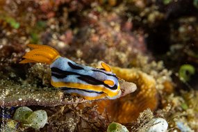 7 mai Chromodoris a ident Il y a du jus