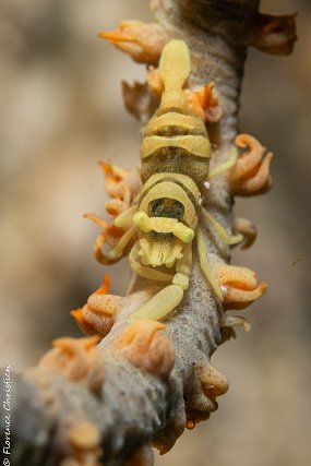 Crevette corail fouet