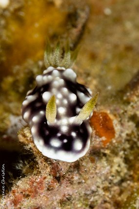 nudi-9