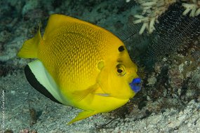 poisson ange lèvres bleues