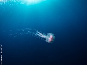 Grand Cap Roux - Les corbs meduse Au palier