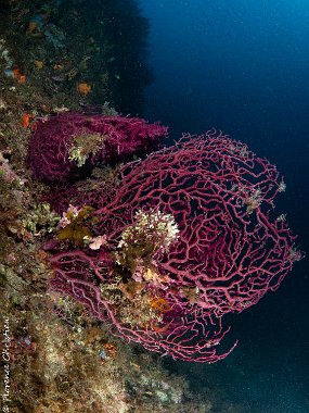 Sargasses gorgone rouge avec comatules Sargasse tombant