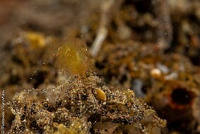 hairy shrimp vert