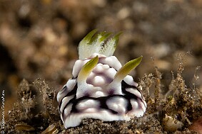 Goniobranchus geometricus