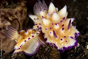 Mexichromis multituberculata 2