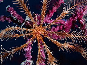 2022 07 06 Aguilles Comatule marron
