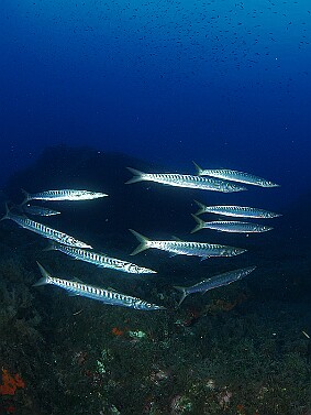 Barracudas p