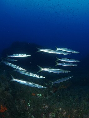 Barracudas p