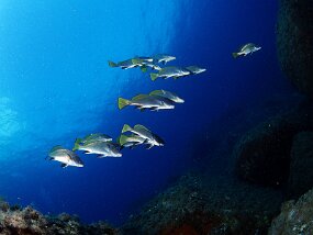 Famille de corbs et bleu p