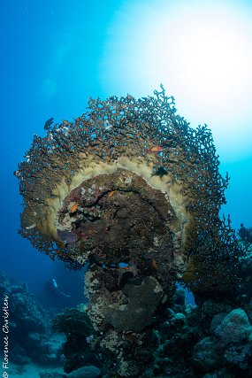 Corail feu couronne