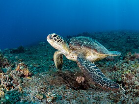 Maharani tortue Maharani