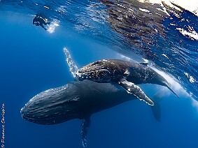 Baleines à Bosse