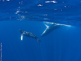 Baleines à Bosse