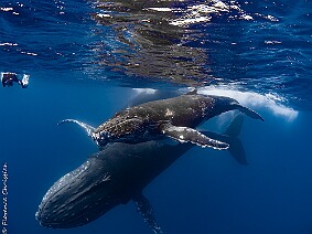 Baleines à Bosse