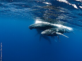 Baleines à Bosse