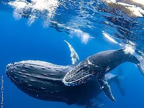 Baleines à Bosse