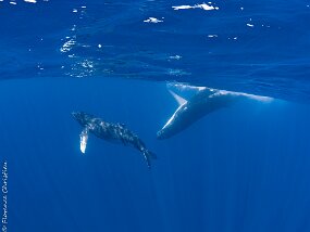 Baleines à Bosse