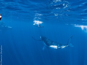 Baleines à Bosse