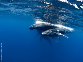 Baleines à Bosse