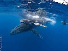 Baleines à Bosse