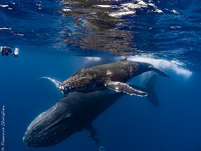 Baleines à Bosse