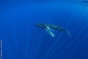 Baleine escorte-2