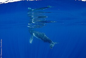 Baleine escorte