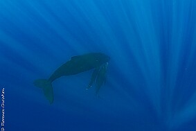 Baleine et baleineau-2