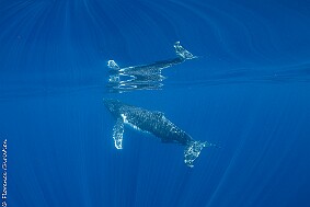 Baleine reflet-2