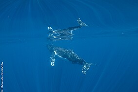Baleine reflet