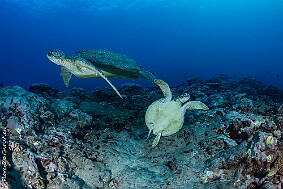 Passe hermitage tortues