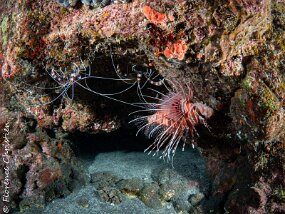 Cap la Houssaye Sténopus