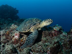 Passe l'Hertmittage Tortue