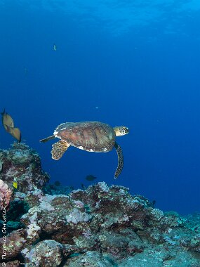 Tortue s'envole Tortue