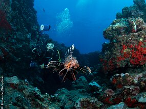 Pterois