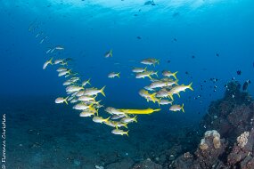 Cap La Houssaye Chevrettes