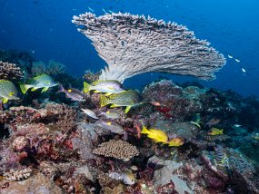 Cyclone sous la table acropora