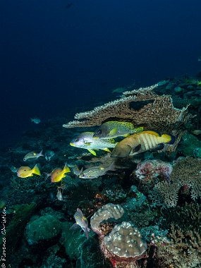 Cyclone sous la table acropora