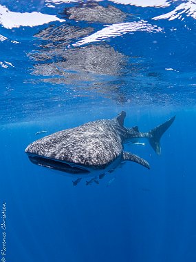 Requin baleine