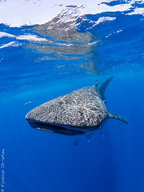 Requin baleine