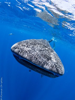 Requin baleine