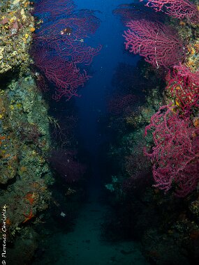 Couloir a gorgones - copie