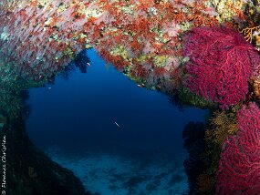 Imperial de terre grotte a corail rouge - copie